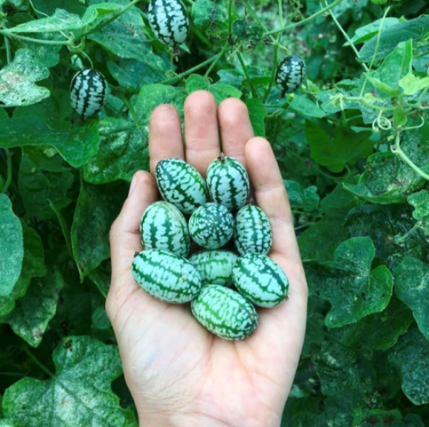 Semillas Pepino Sandia