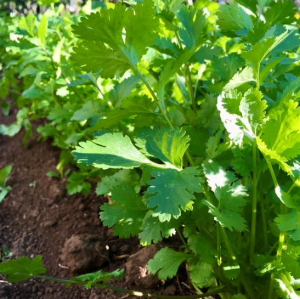 Semillas Culantro Castilla