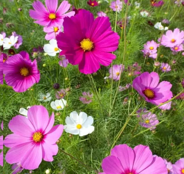 Semillas Cosmos Bipinnatus