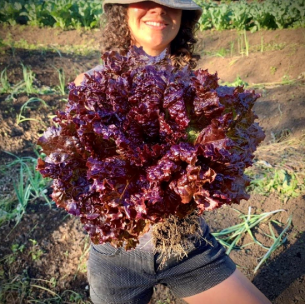 Semillas Lechuga Purplus