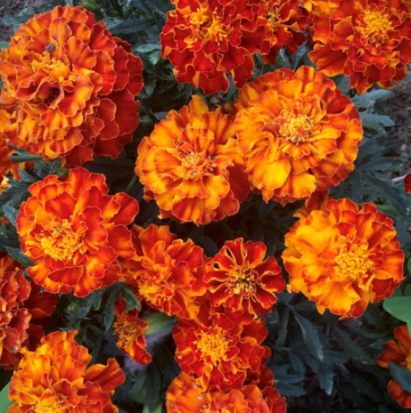 Semillas Tagetes Enano