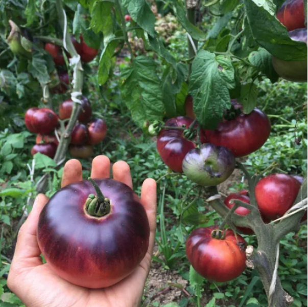 Semillas Tomate Belleza Azul