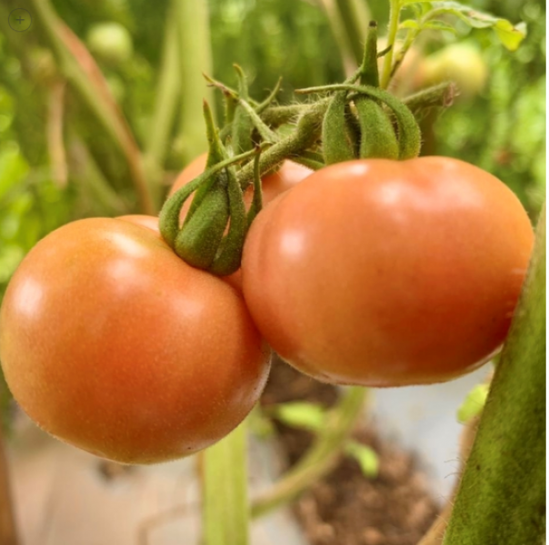 Semillas Tomate Cherry Diamante Rosa