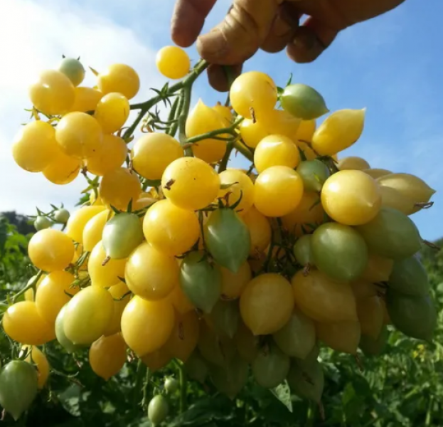 Semillas Tomate Cherry La Locura de Barry
