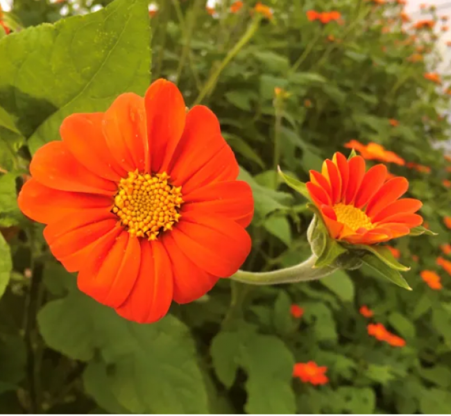 Semillas Mirasol Mexicano