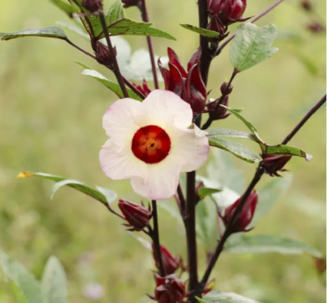 Semillas Rosa de Jamaica