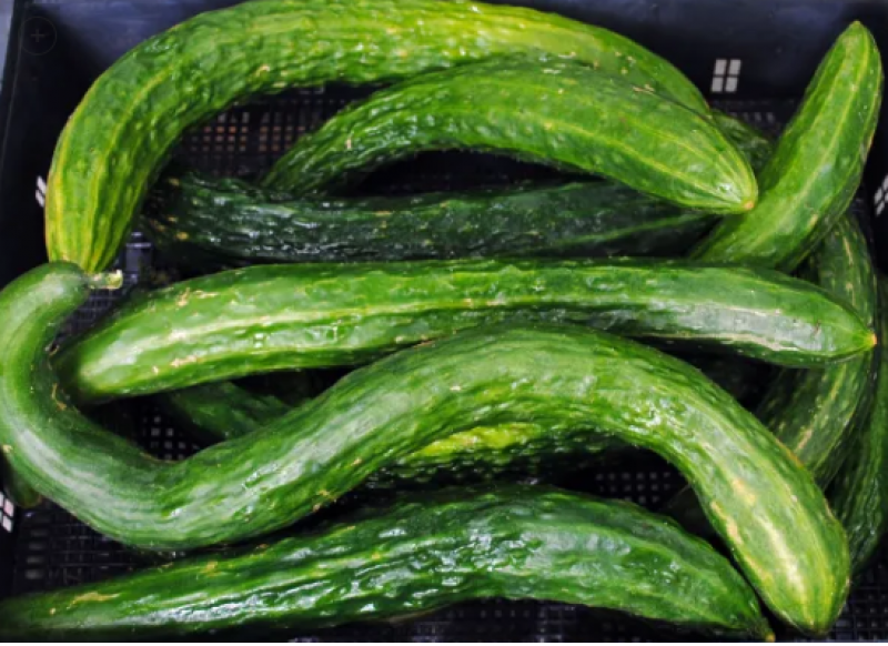 Semillas Pepino Suyo Long