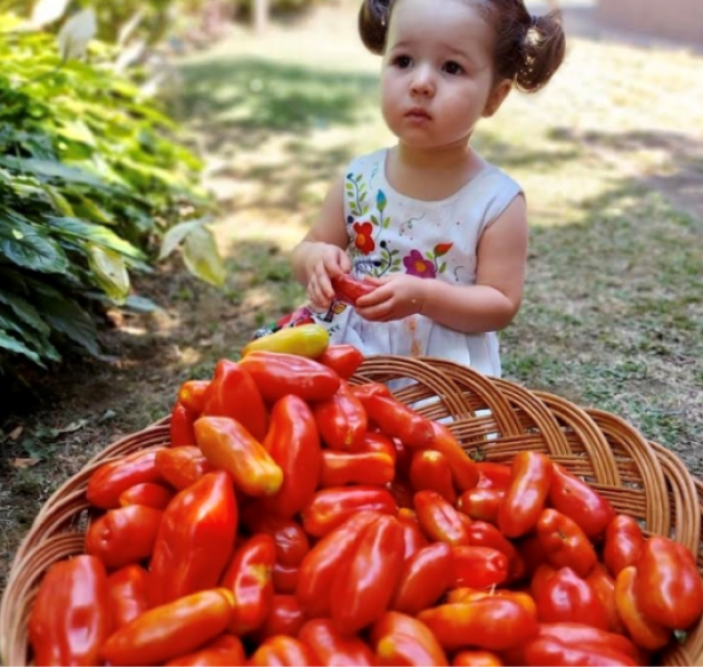 Semillas Tomate San Marzano