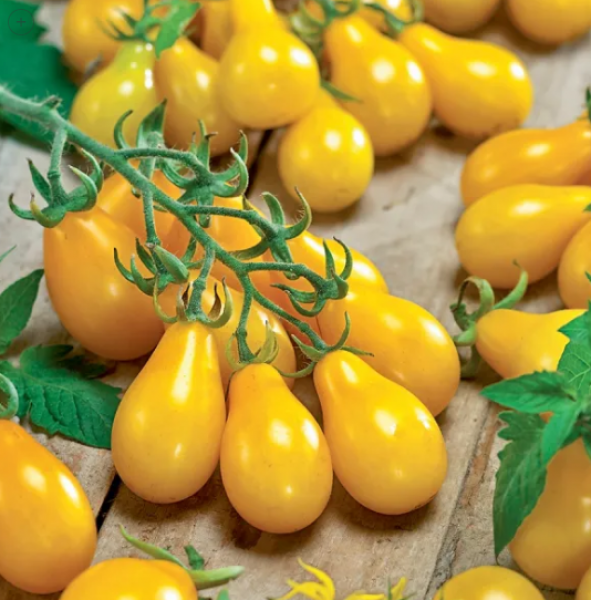 Semillas Tomate Cherry Pera
