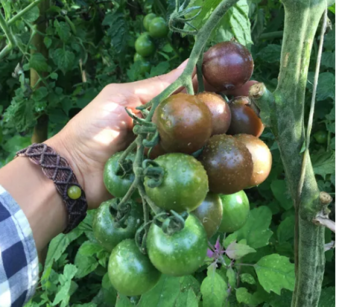 Semillas Tomate Cherry Chocolate