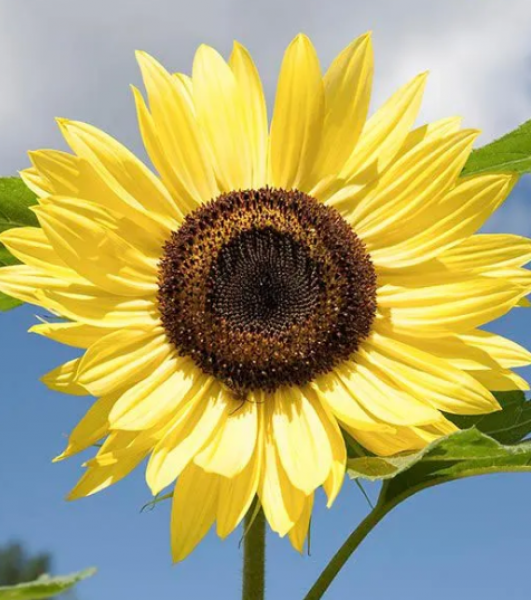 Semillas Girasol Limon