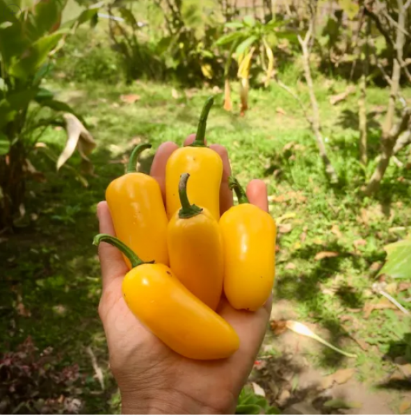 Semillas Jalapeño Amarillo