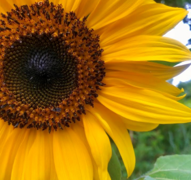 Semillas Girasol Gigante de Montaña