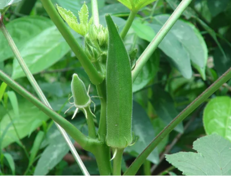 Semillas Okra