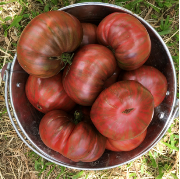 Semillas Tomate Berkeley Rosa