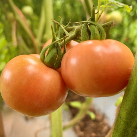 Semillas Tomate Cherry Diamante Rosa