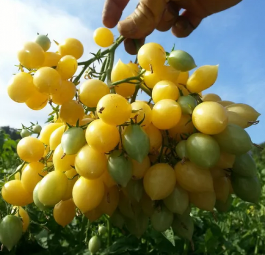 Semillas Tomate Cherry La Locura de Barry