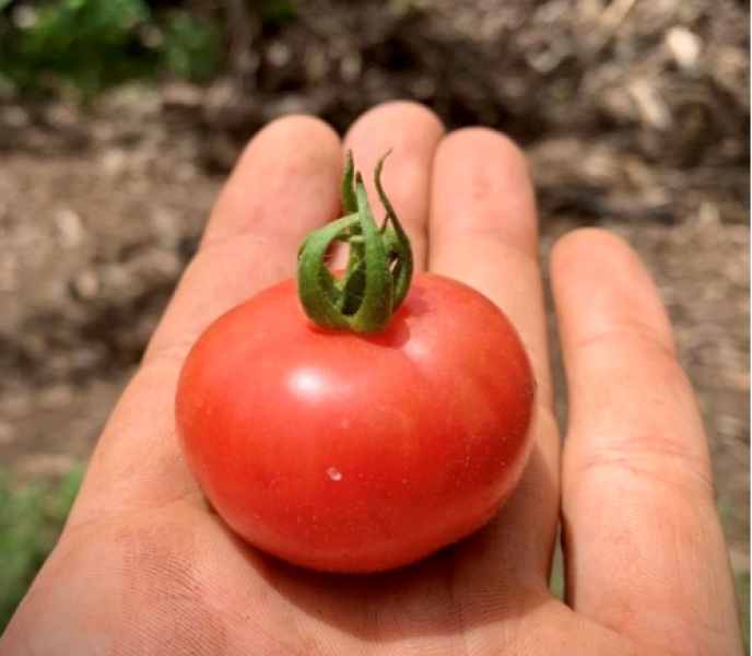Semillas Tomate Cherry Rojo Rubí